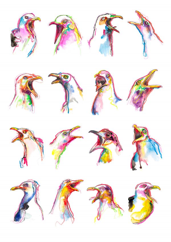 16 Gulls
