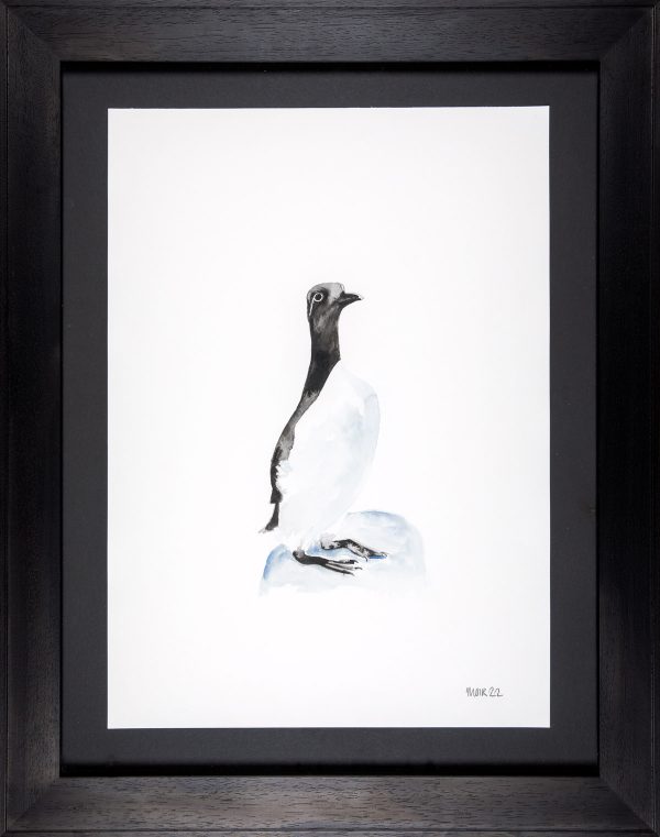 Guillemot