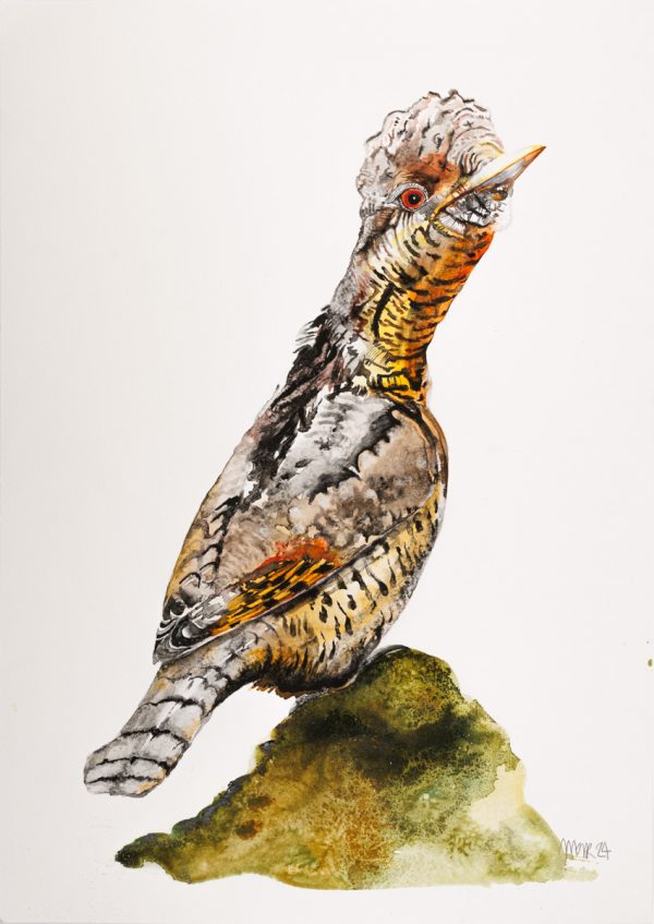 Wryneck