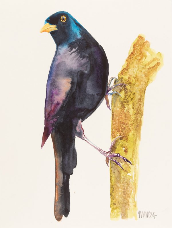 Blackbird