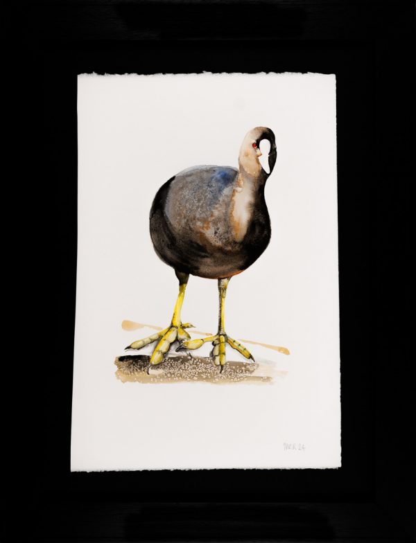Coot
