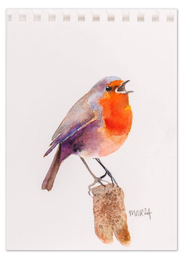 Robin 11