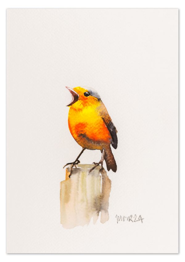 Robin 13