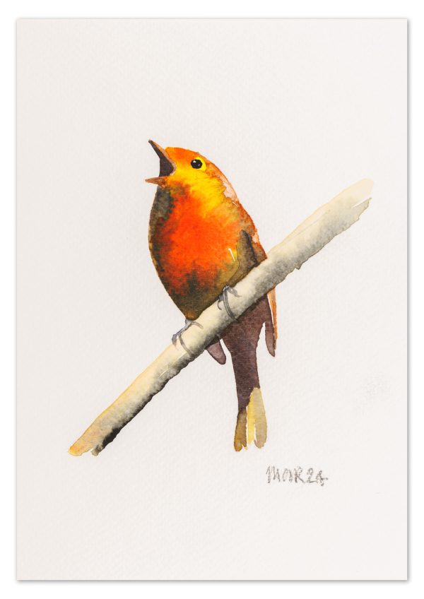 Robin 14