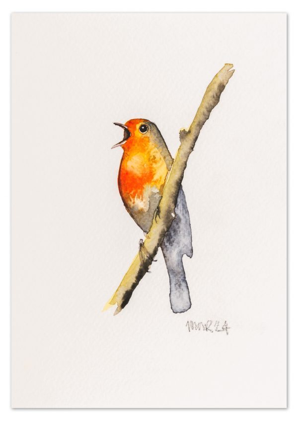 Robin 16