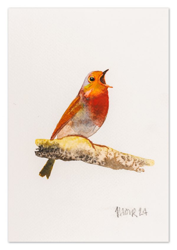 Robin 5