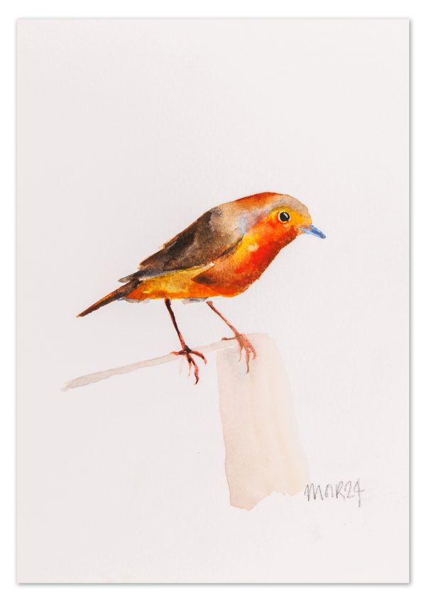 Robin 6