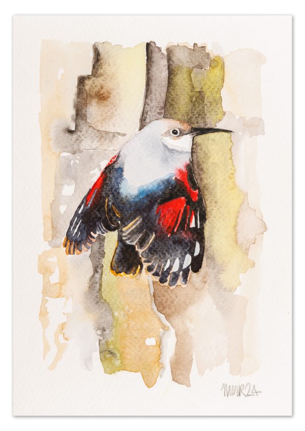 Wallcreeper 1