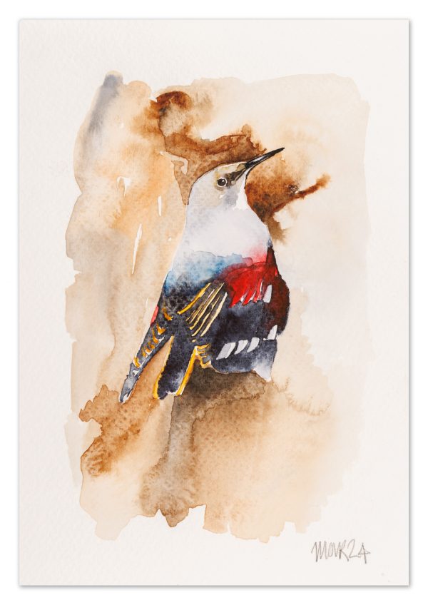 Wallcreeper 2