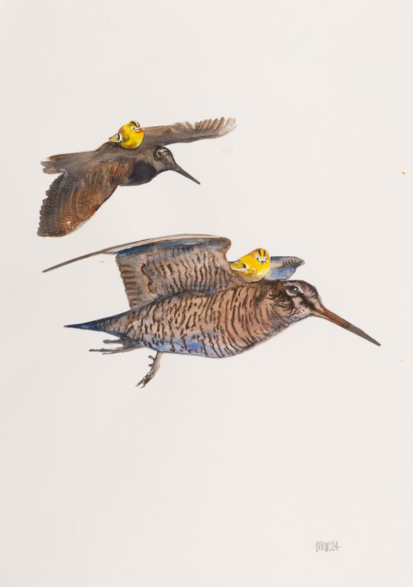 Woodcock Pilots