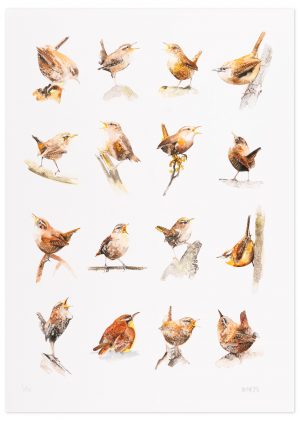 16 Wrens - No.1 Collection