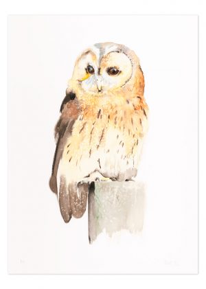 Tawny Owl - No.1 Collection