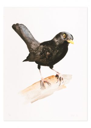 Blackbird 1 - No.1 Collection