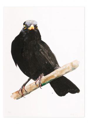 Blackbird 2 (AP) - No.1 Collection