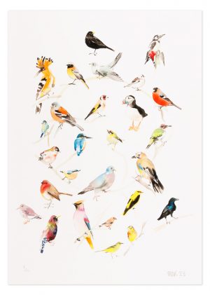 British Bird Colour Wheel - No.1 Collection