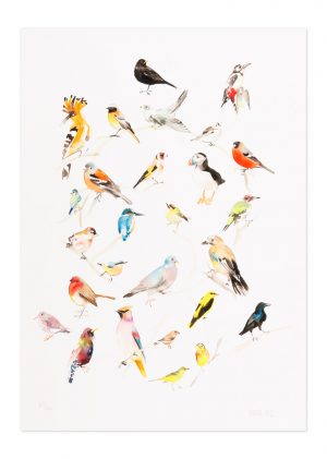 British Bird Colour Wheel (AP) - No.1 Collection