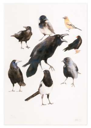 Corvids - No.1 Collection