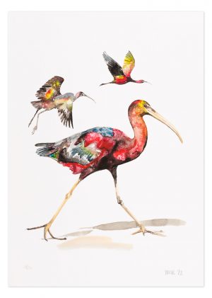 Glossy Ibis - No.1 Collection
