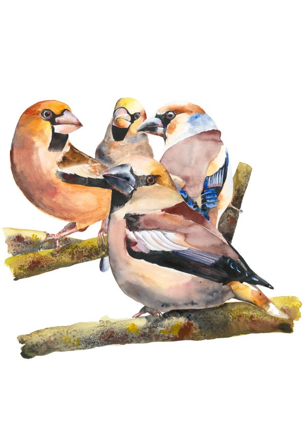 Hawfinches