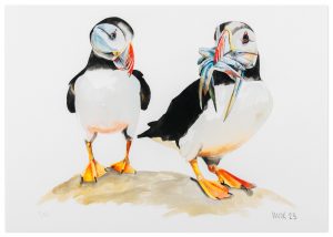 Jealous Puffin - No.1 Collection