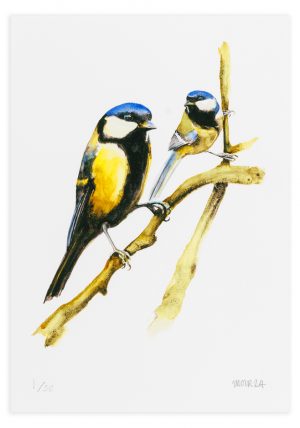 Pair of great tits - No.1 Collection