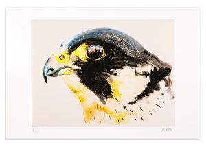 Peregrine Falcon - No.1 Collection
