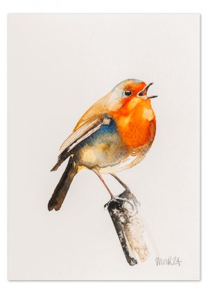 Robin 1