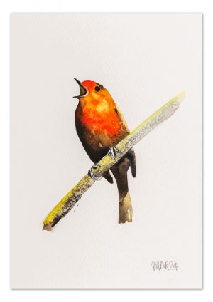 Robin 11