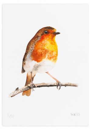 Robin - No.1 Collection