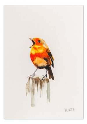 Robin 4