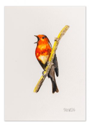 Robin 5