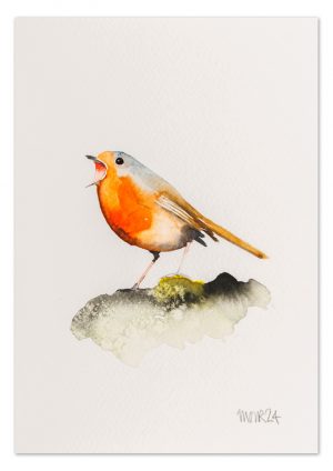 Robin 6
