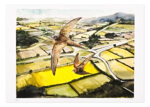 Swifts over the motorway (AP) - No.1 Collection
