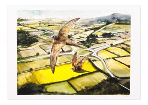 Swifts over the motorway - No.1 Collection