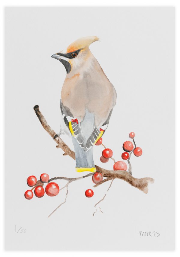Waxwing - No.1 Collection