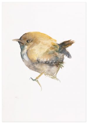 Wren (A2) Artist Proof - No.1 Collection