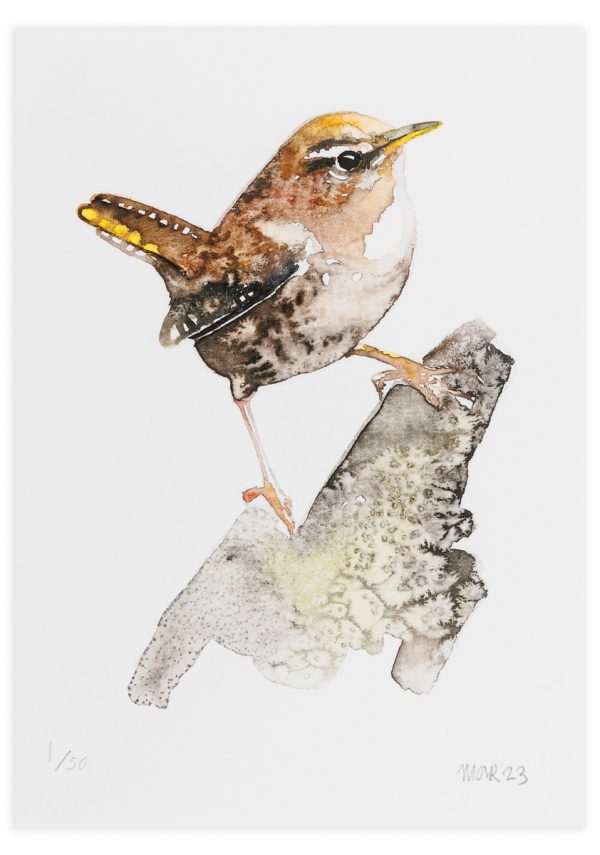 Wren on a branch - No.1 Collection