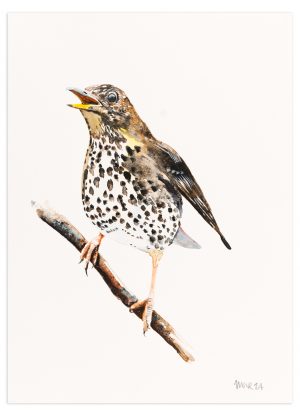 Song Thrush
