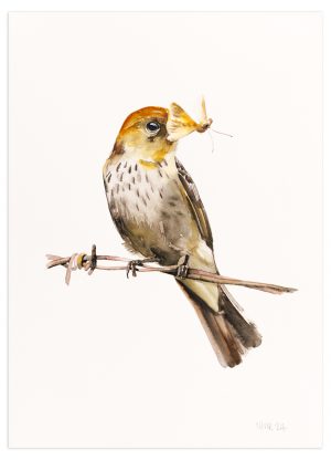 Spotted Fly Catcher