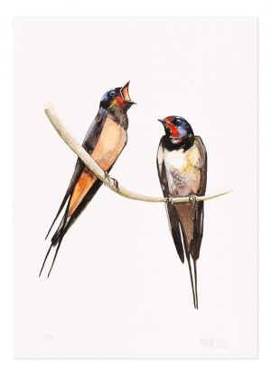 Swallows - No.1 Collection