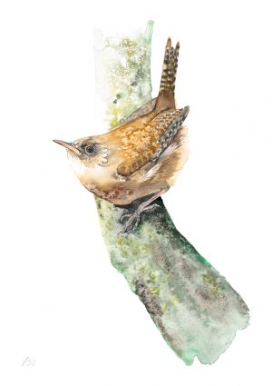 Wren on branch (A4)