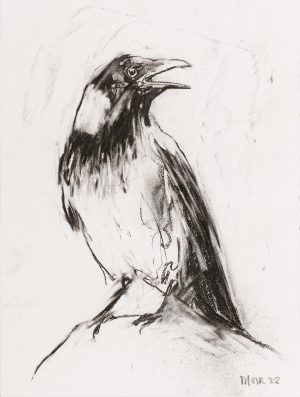 Hooded Crow 2