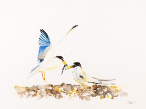 Little Terns