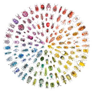 Bug Colour Wheel – XL
