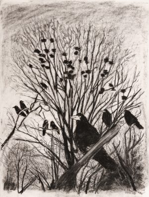 Rookery