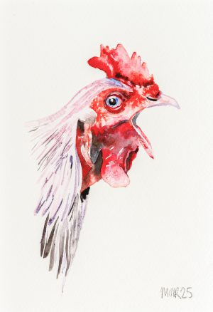 Cockerel 1