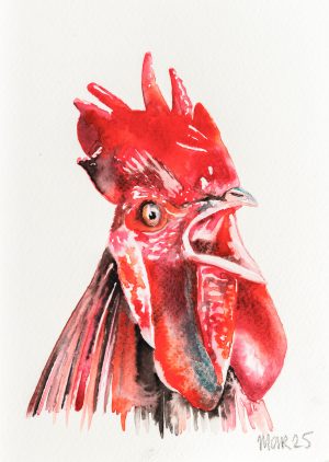 Cockerel 4