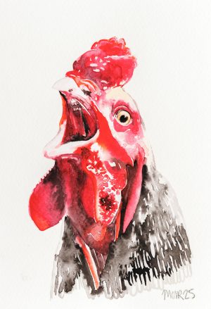 Cockerel 6