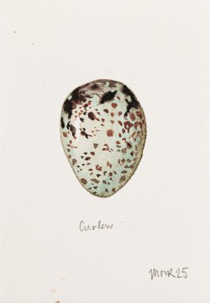 Curlew Egg