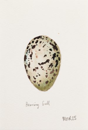 Herring Gull Egg